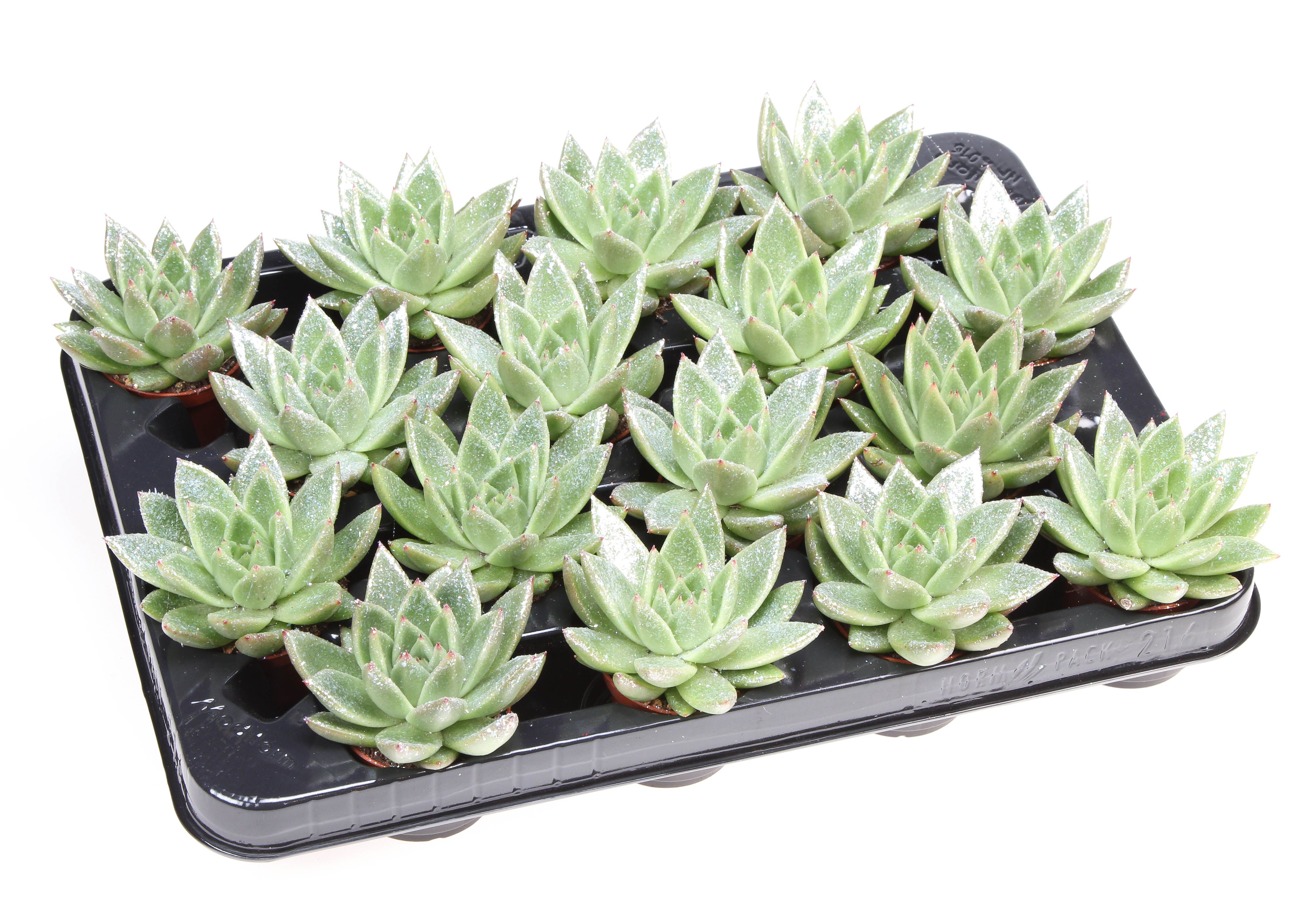 Miranda naturel glitter, D 6