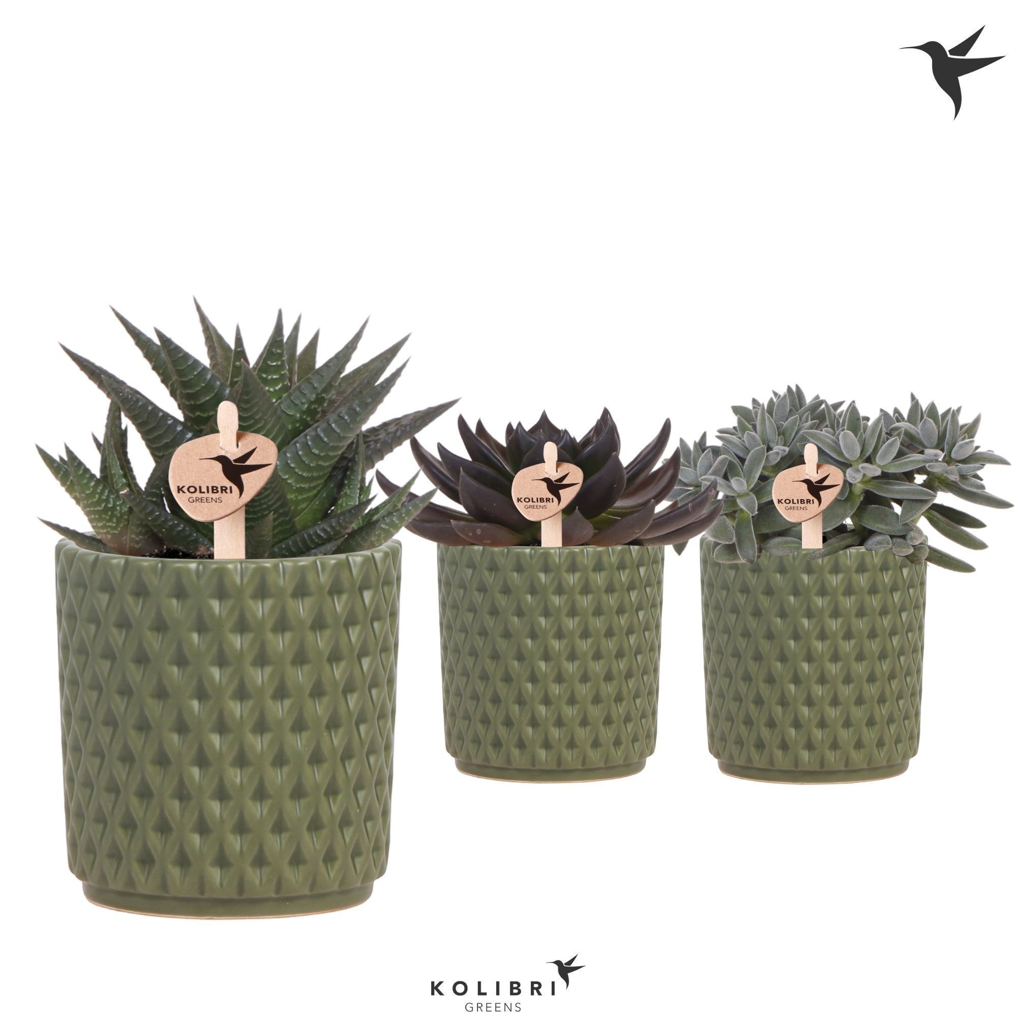 Kolibri Greens Succulenten mix in Diamond pot green, D 9
