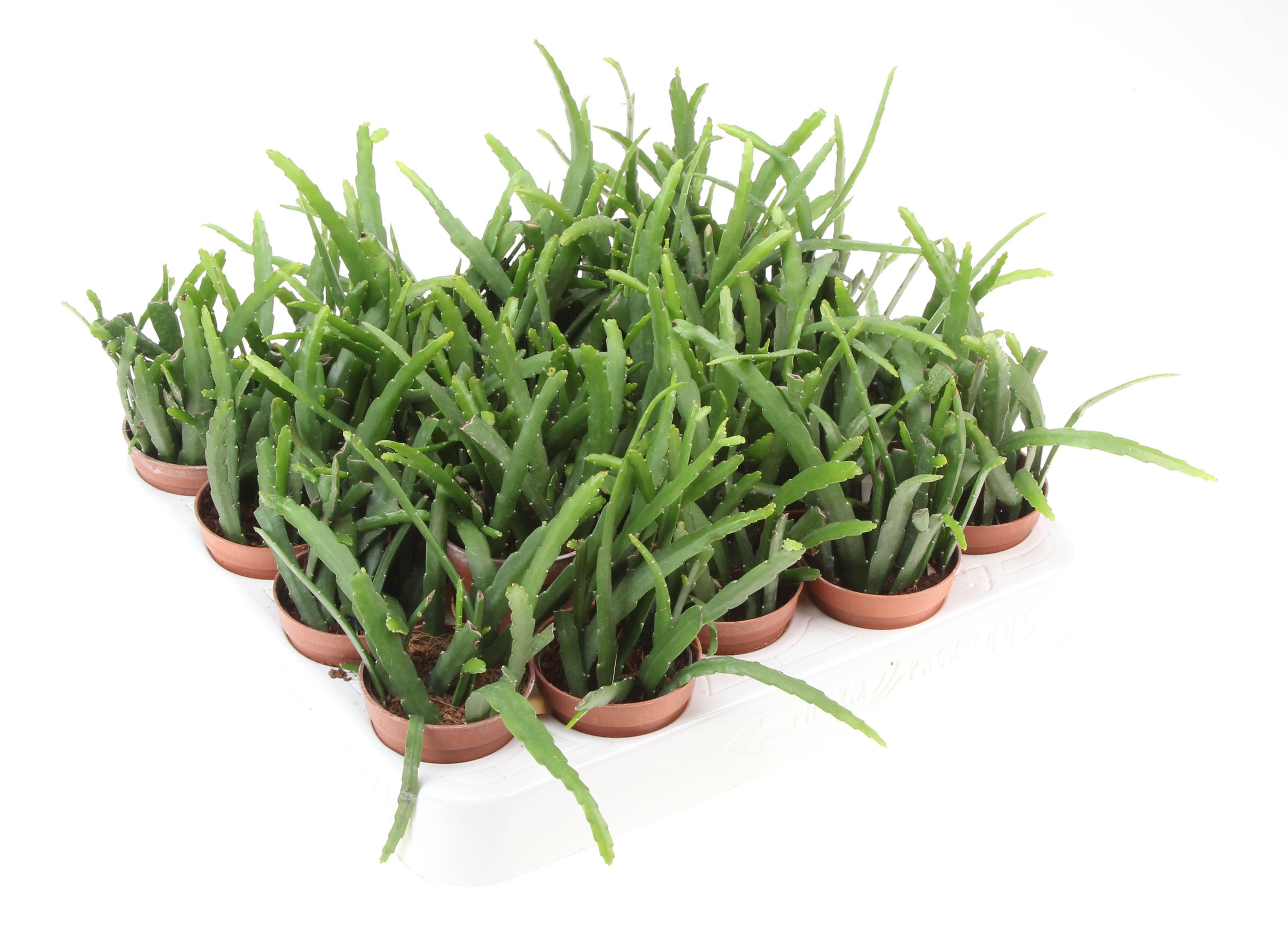 Lepismium Pfeiffera Bolivianum, D 5,5