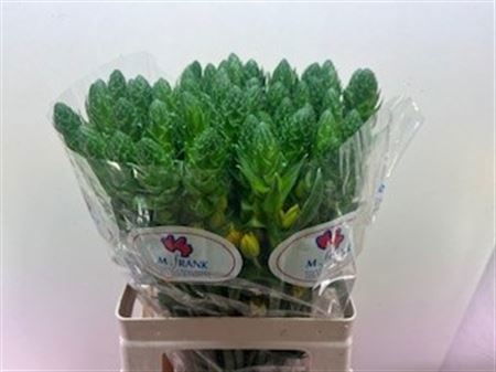 Орнитогалум Голд Стар 55, шт.