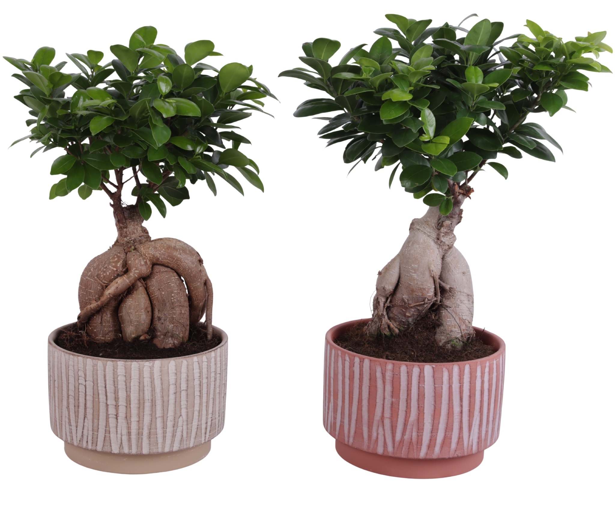 Ficus m. Ginseng Ball Shape Ø20cm in Ø22cm Ceramic NT667, D 22