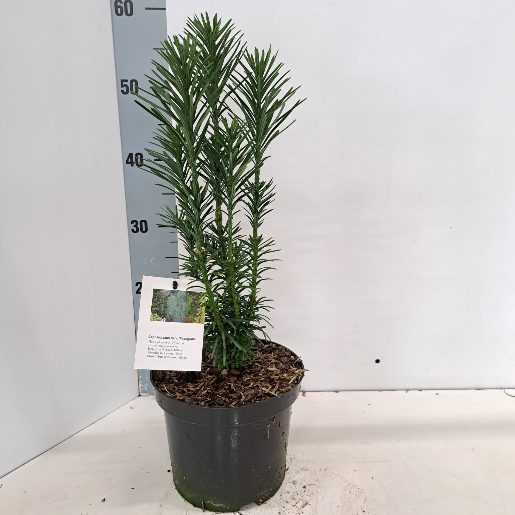 Cephalotaxus harringtonii 'Fastigiata', D 19