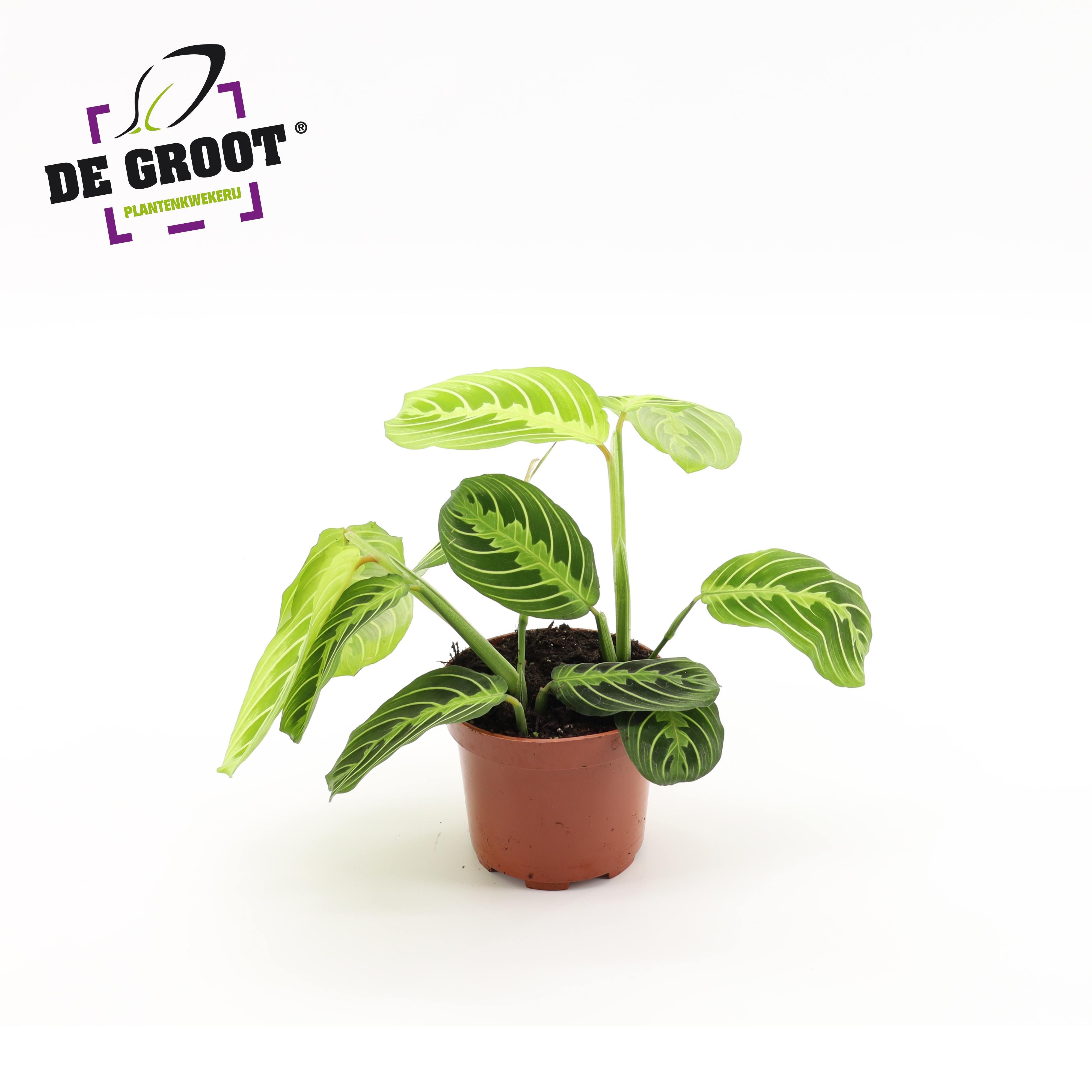 Maranta Lemon Lime, D 12