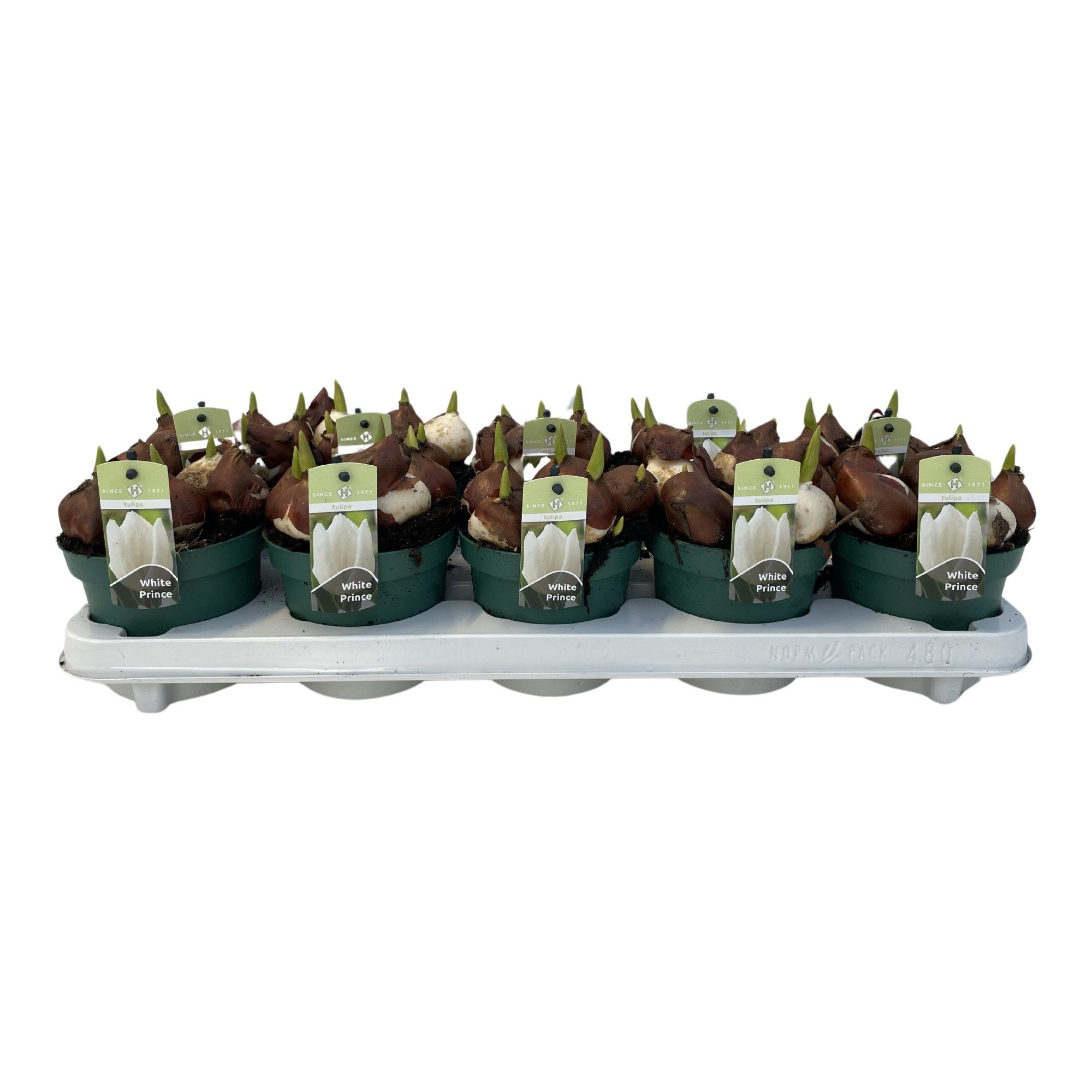Tulp White Prince, D 12