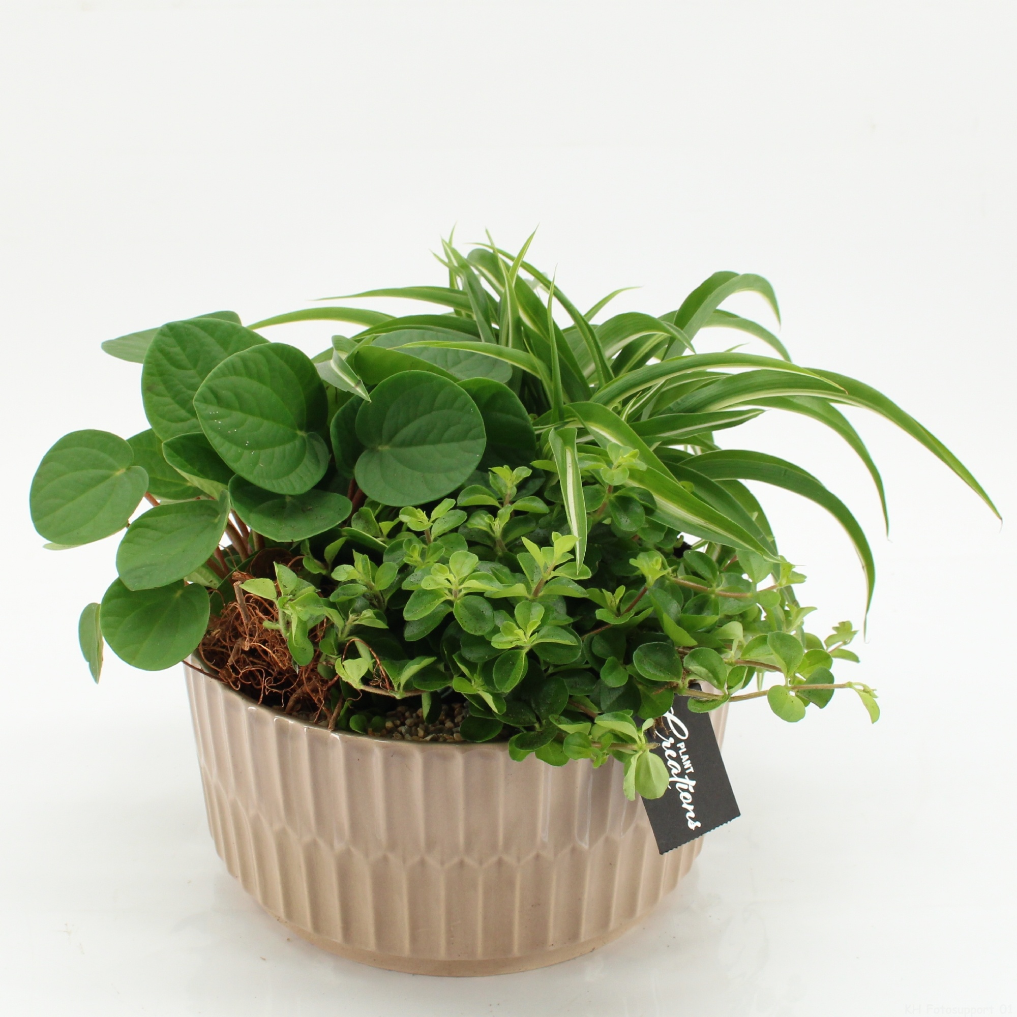 GRCR-2628 Green Essentials, D 22