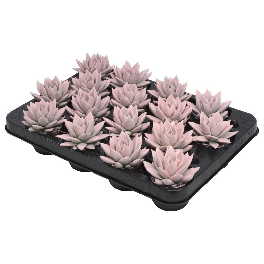 Miranda coloured pastel pink, D 6