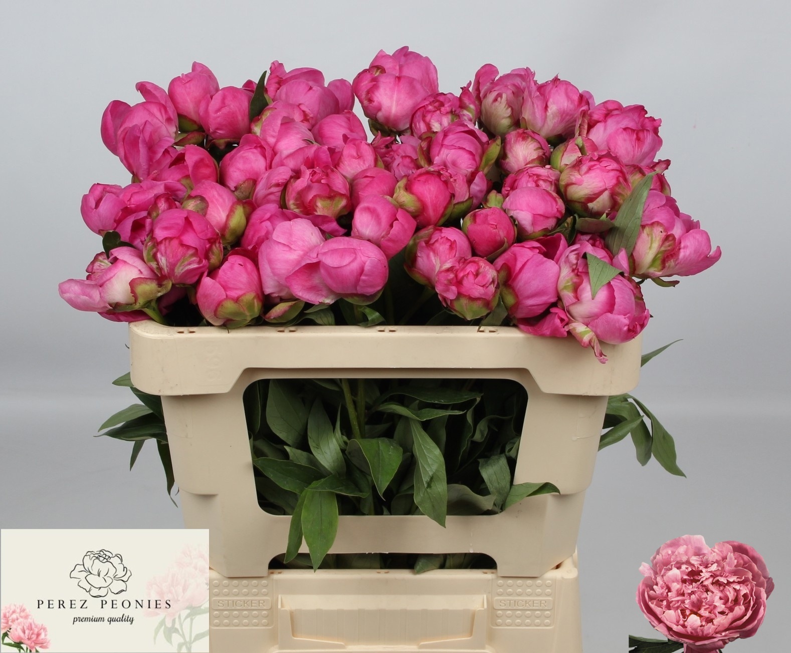 Пион Александр Флеминг 50, шт.