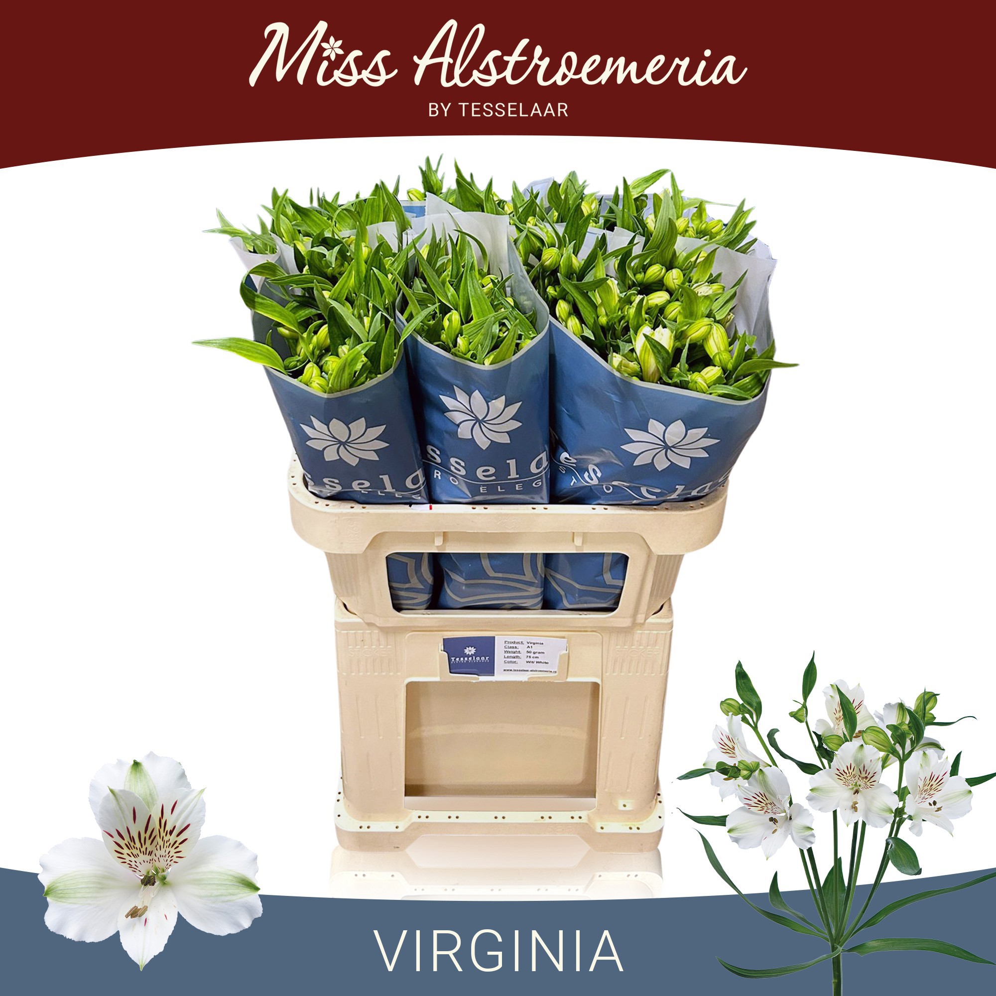 Альстромерия Вирджиния (бел.), шт.