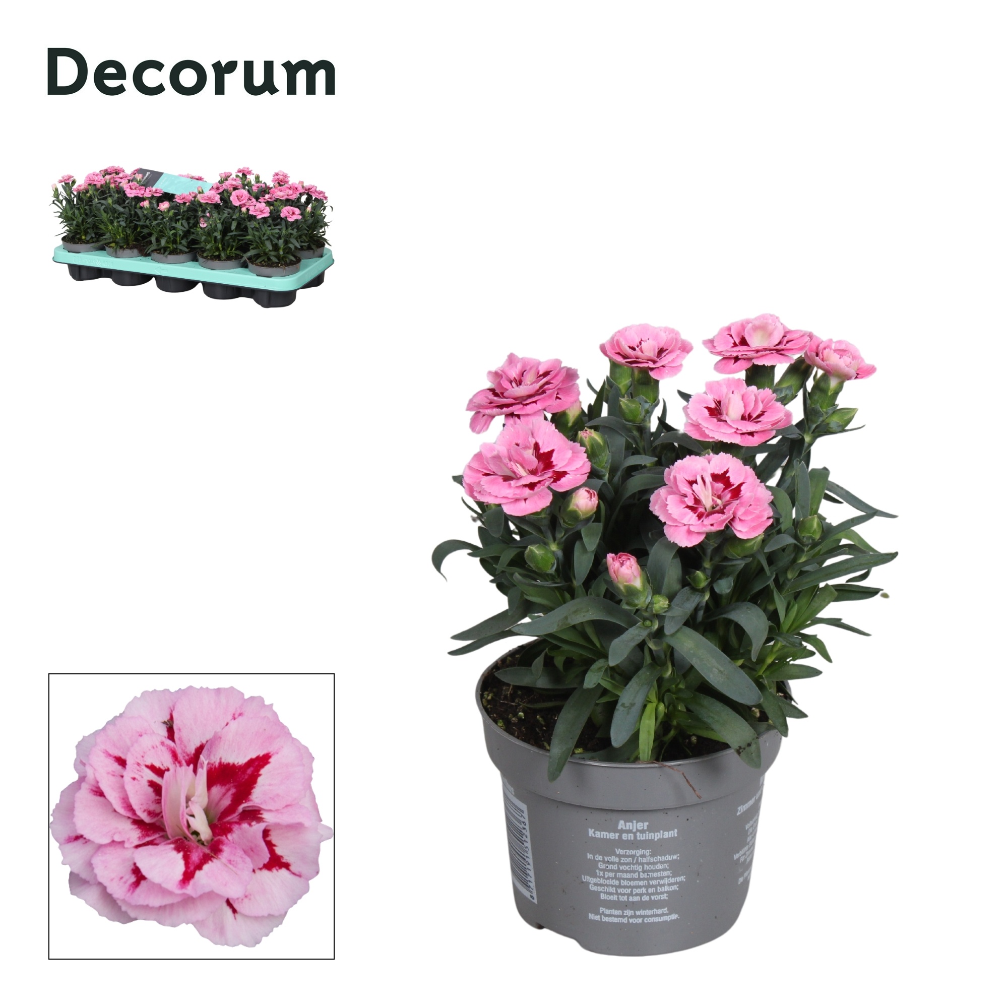 Dianthus - 10,5 cm - Oscar Pink and Purple - Decorum, D 10,5