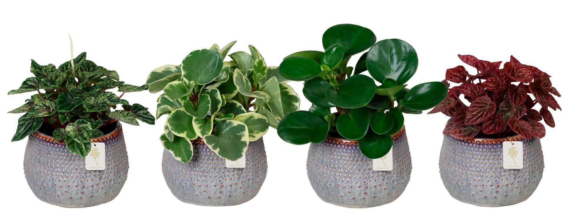 L 67257 with Peperomia Mix 12 cm, D 12