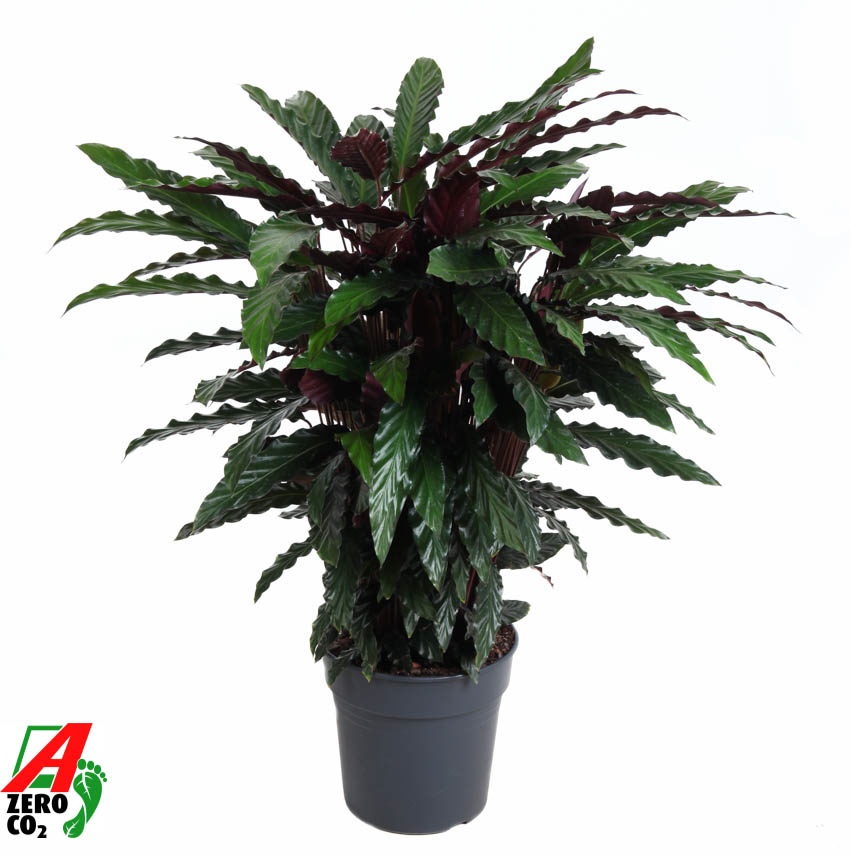 Calathea Wavestar, D 27