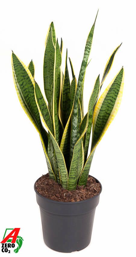 Sansevieria Laurentii P19, D 19