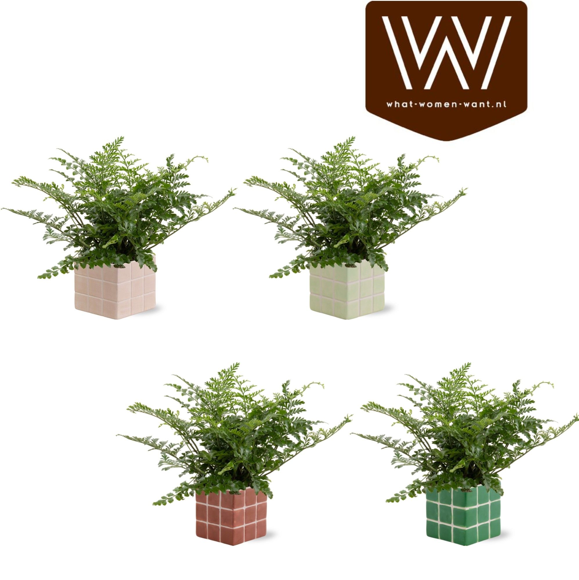 Collectie 'NaturalBubble' Varen in Keramiek Pip, D 12