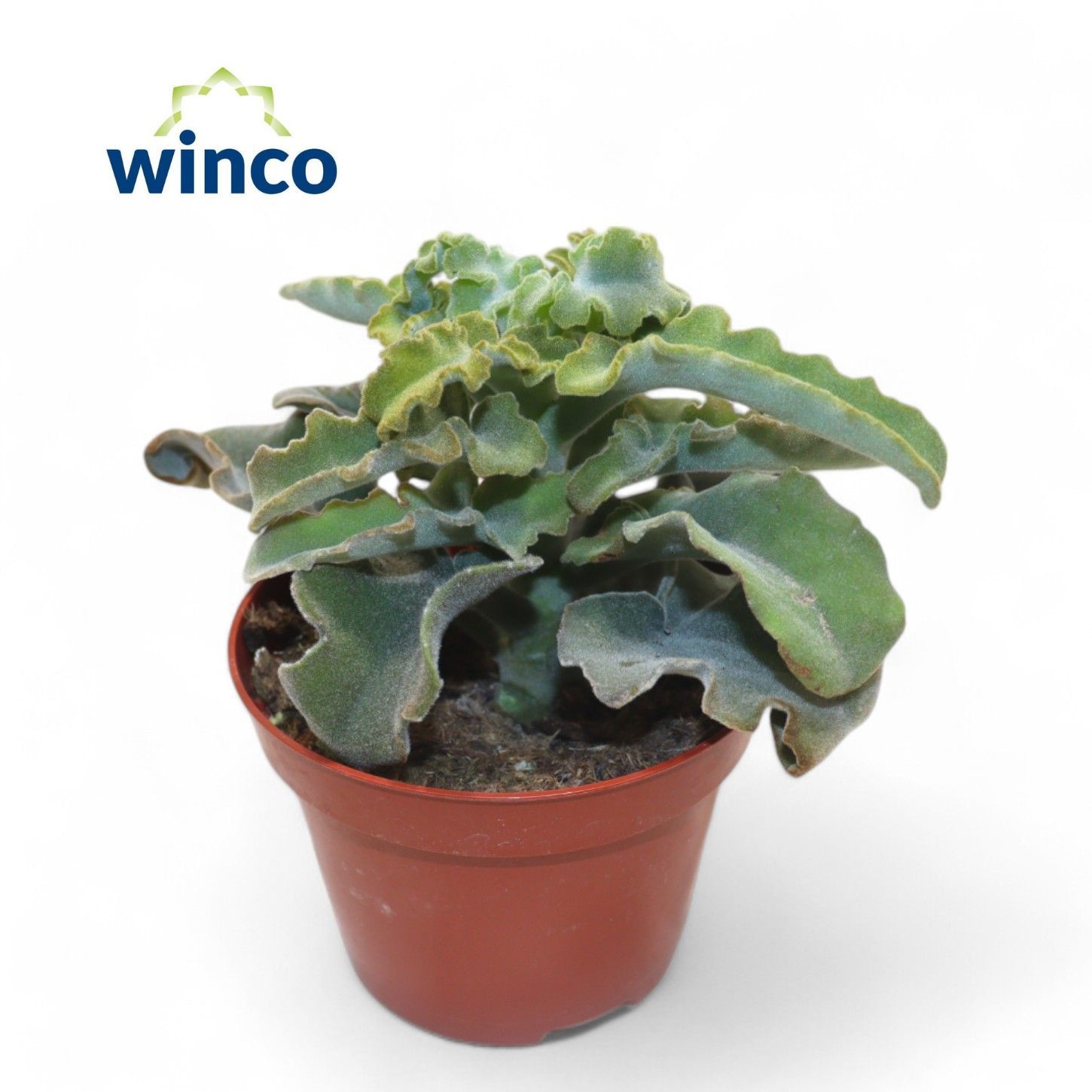 Kalanchoe Maltese Cross, D 10,5