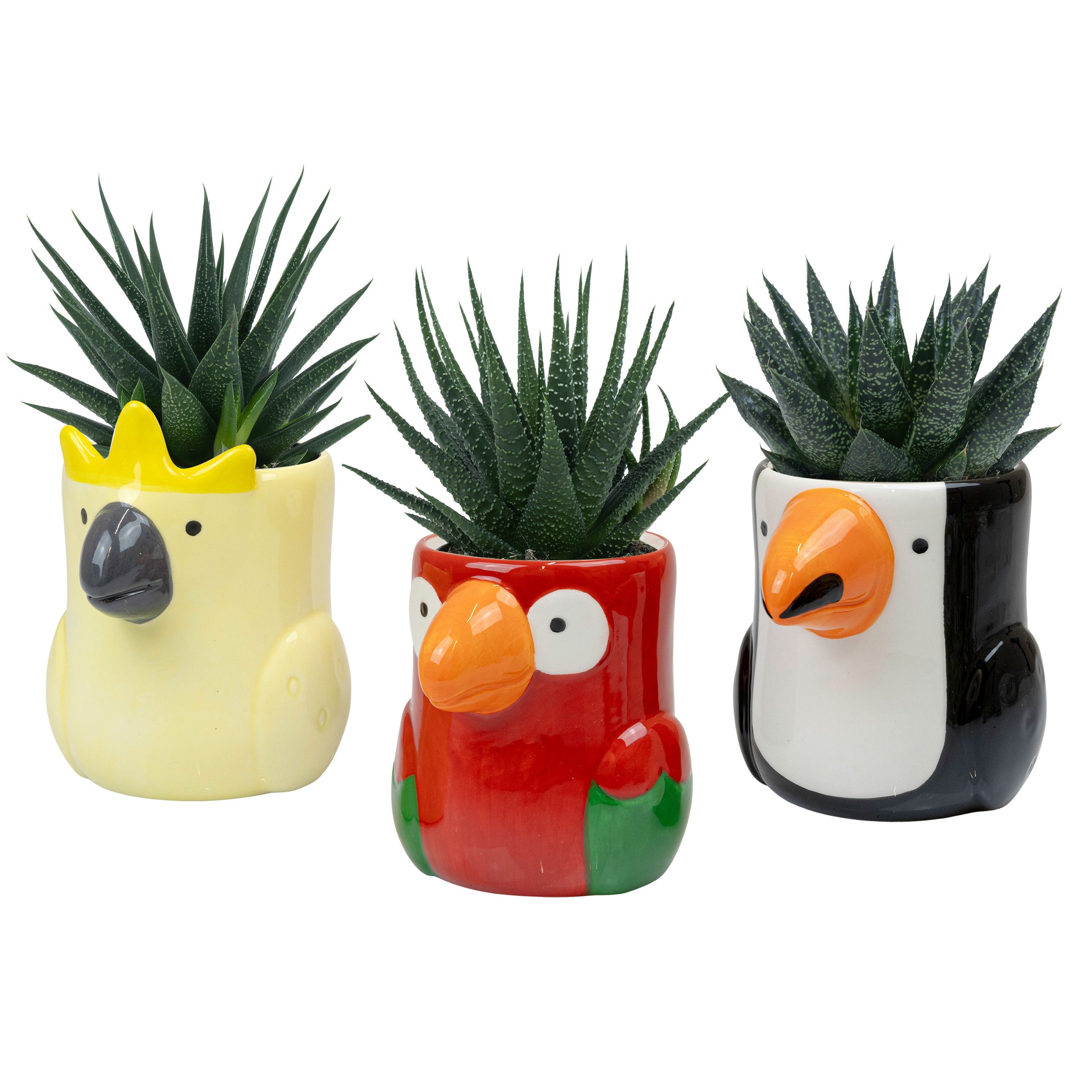 Sunshine Birds with Succulent mix, D 6