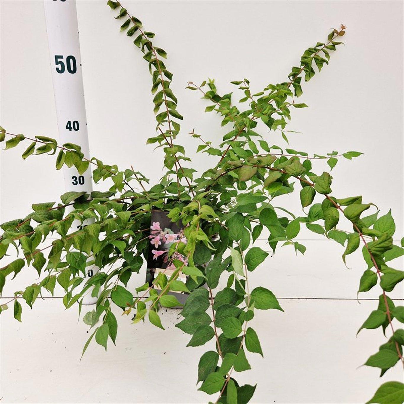 Kolkwitzia amabilis 'Pink Cloud', D 17