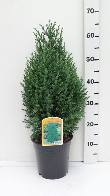 Juniperus chinensis.'Stricta', D 19