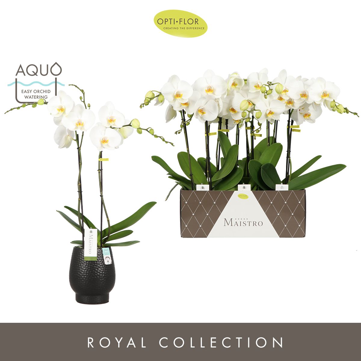 Maistro Verdi 2 spike 60 cm in Abruzzo Black Aquo, D 12 cm