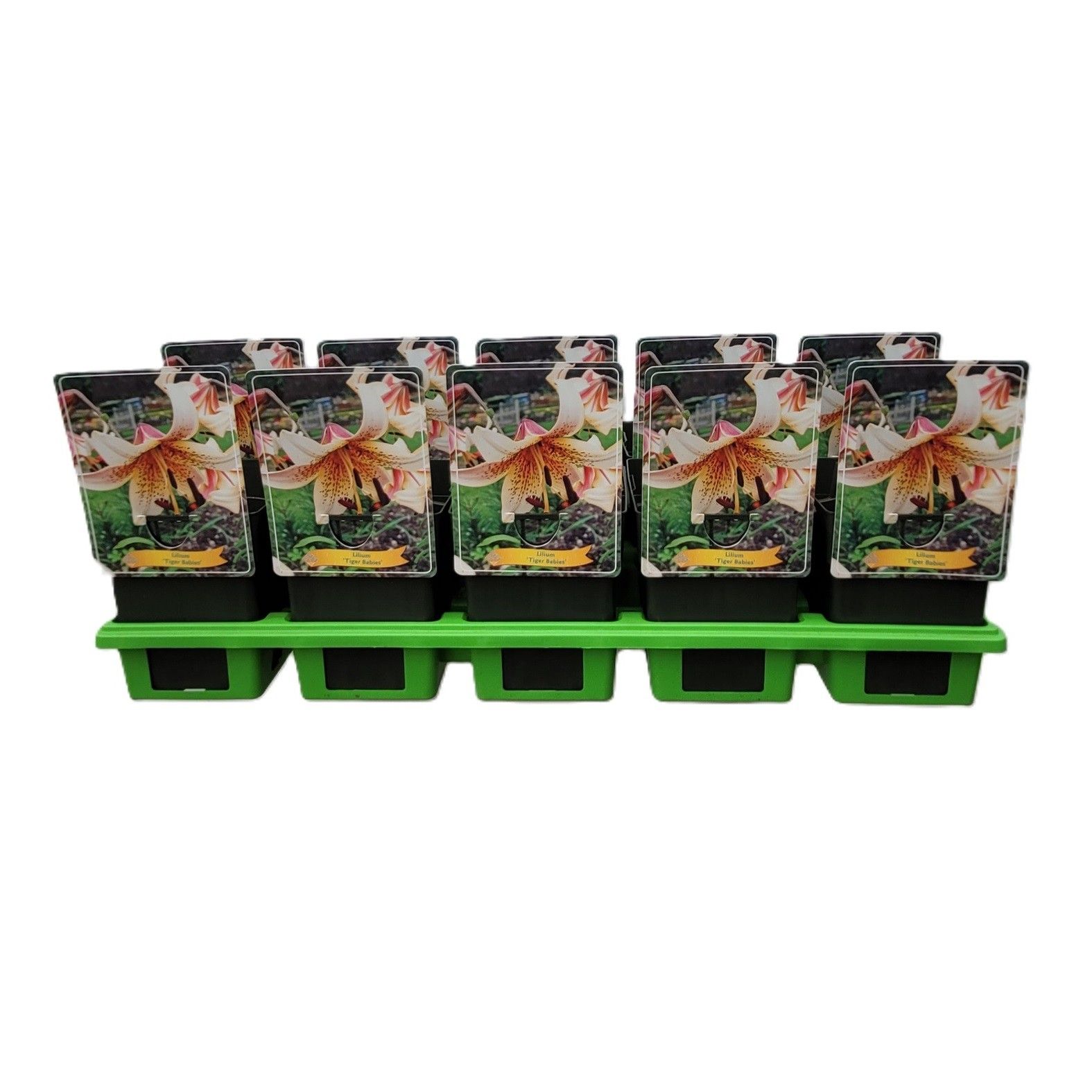 Lilium 'Tiger Babies' P11, D 11