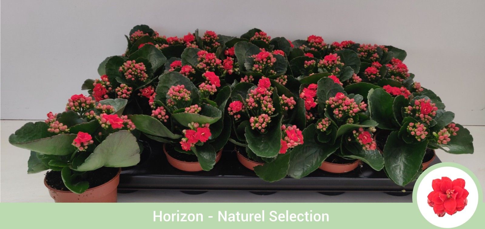 Kalanchoë dubbelbloemig ROOD - geen hoes, D 9