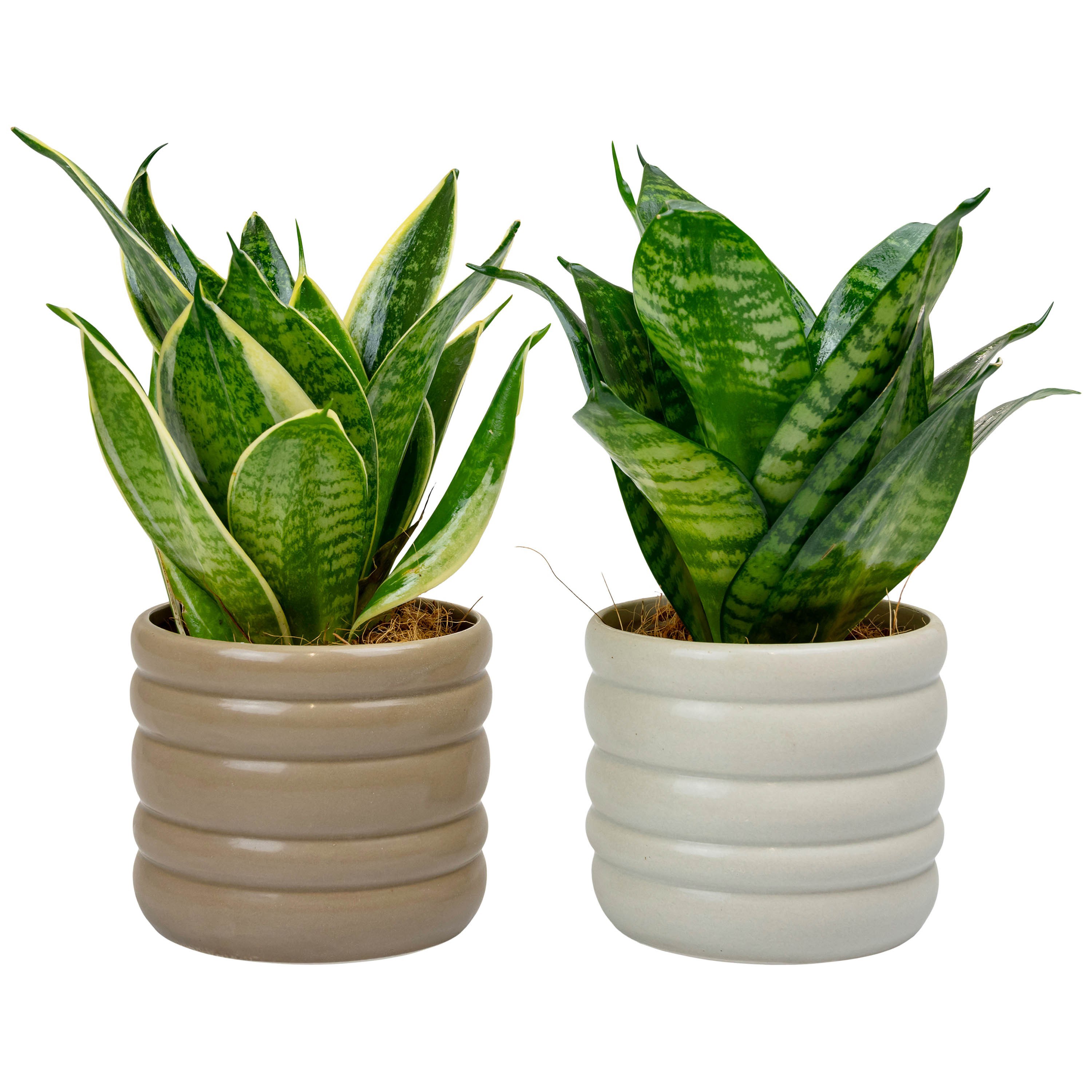 Stream with Sansevieria Hahni mix, D 9