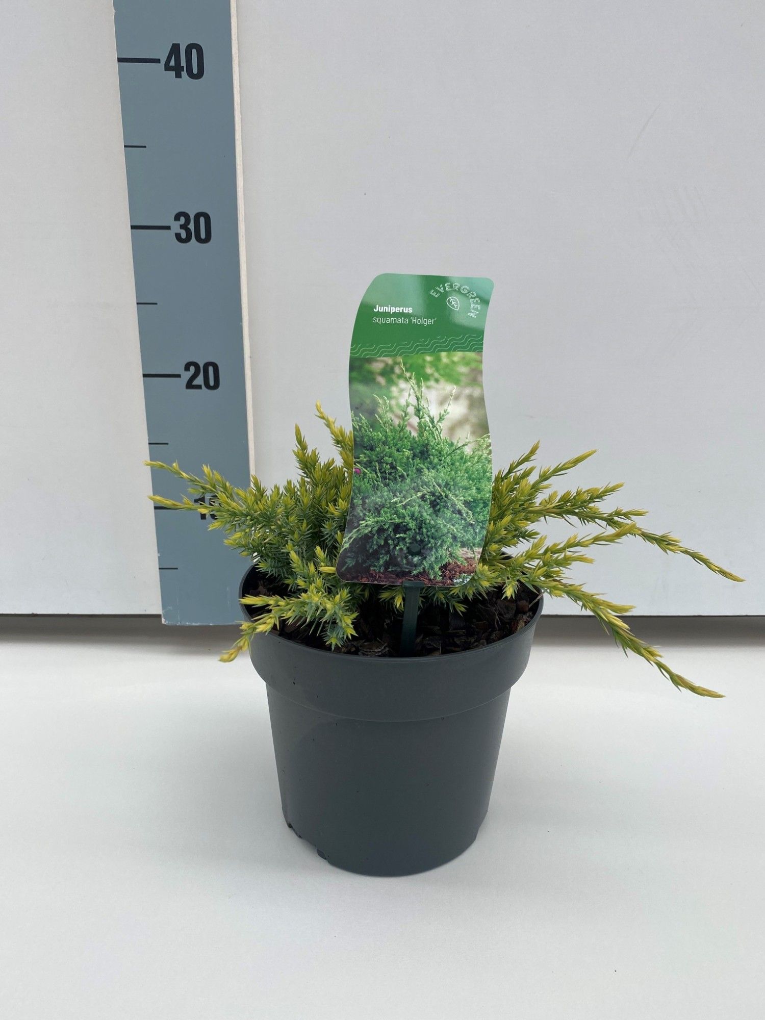 Juniperus squamata 'Holger', D 17