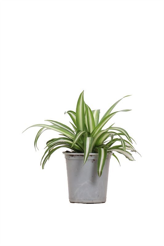 Chlorophytum p06 comosum Variegatum, D 6