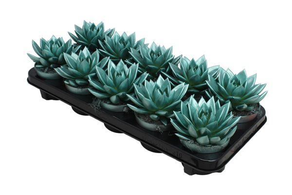 Miranda coloured metallic green, D 10,5