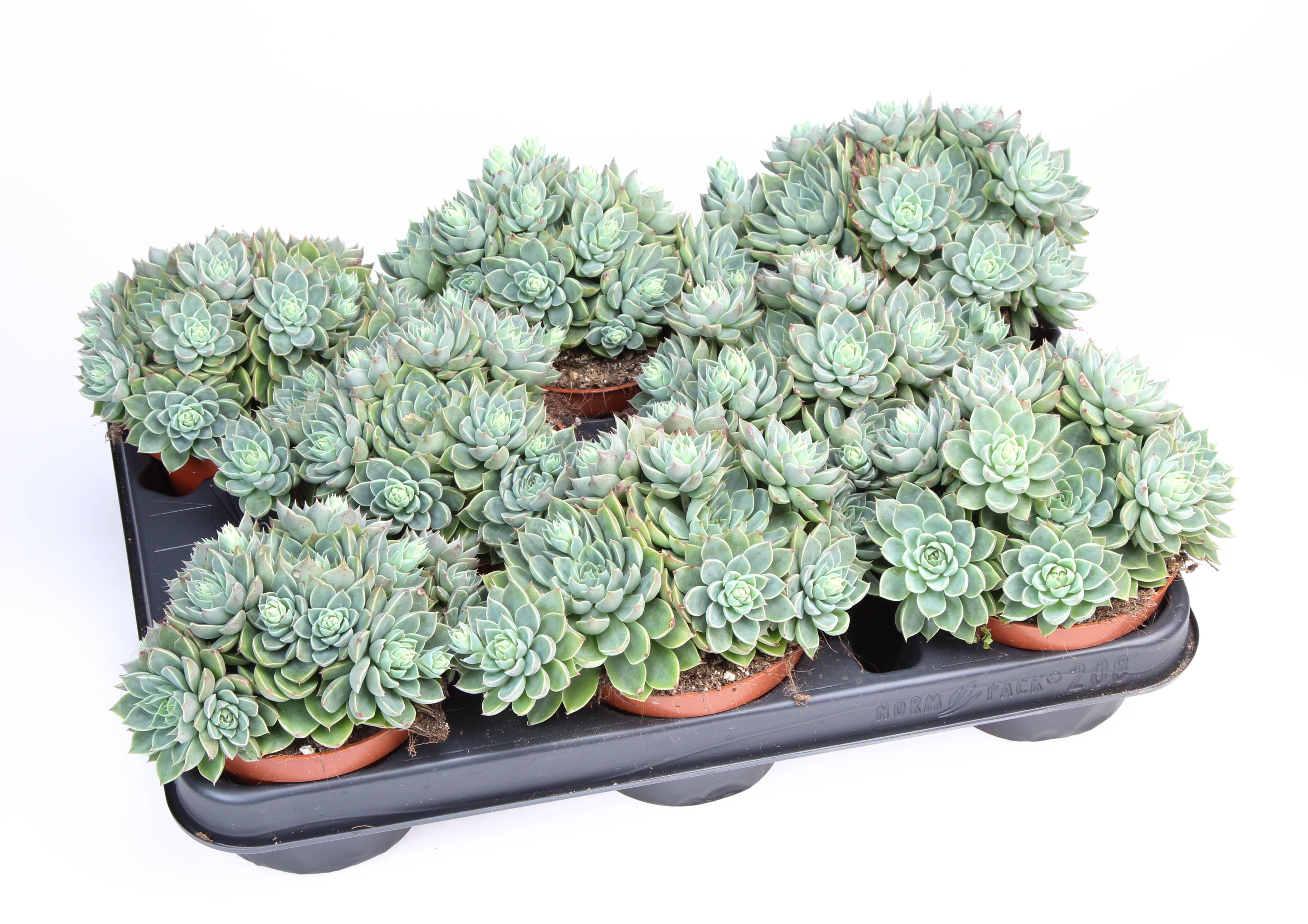 Graptopetalum Altair, D 10,5