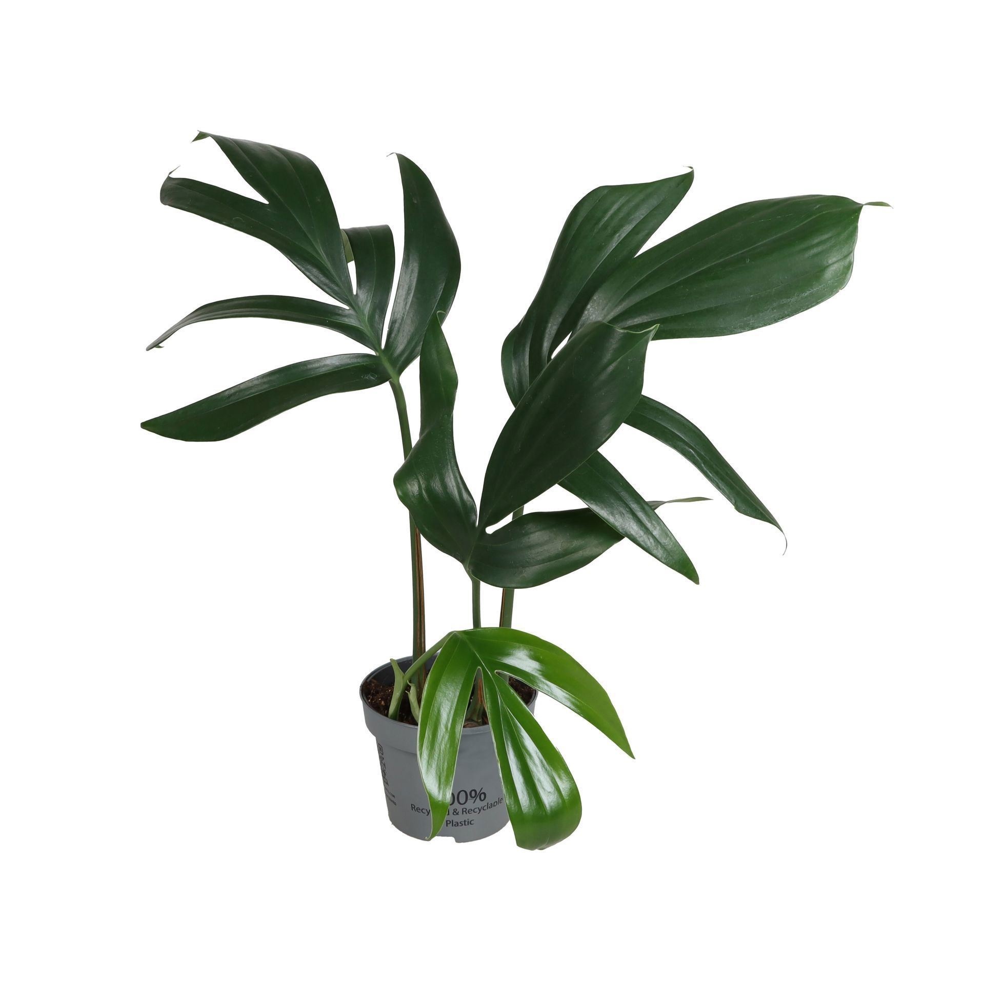 Philodendron Dragon tail 12 cm, D 12