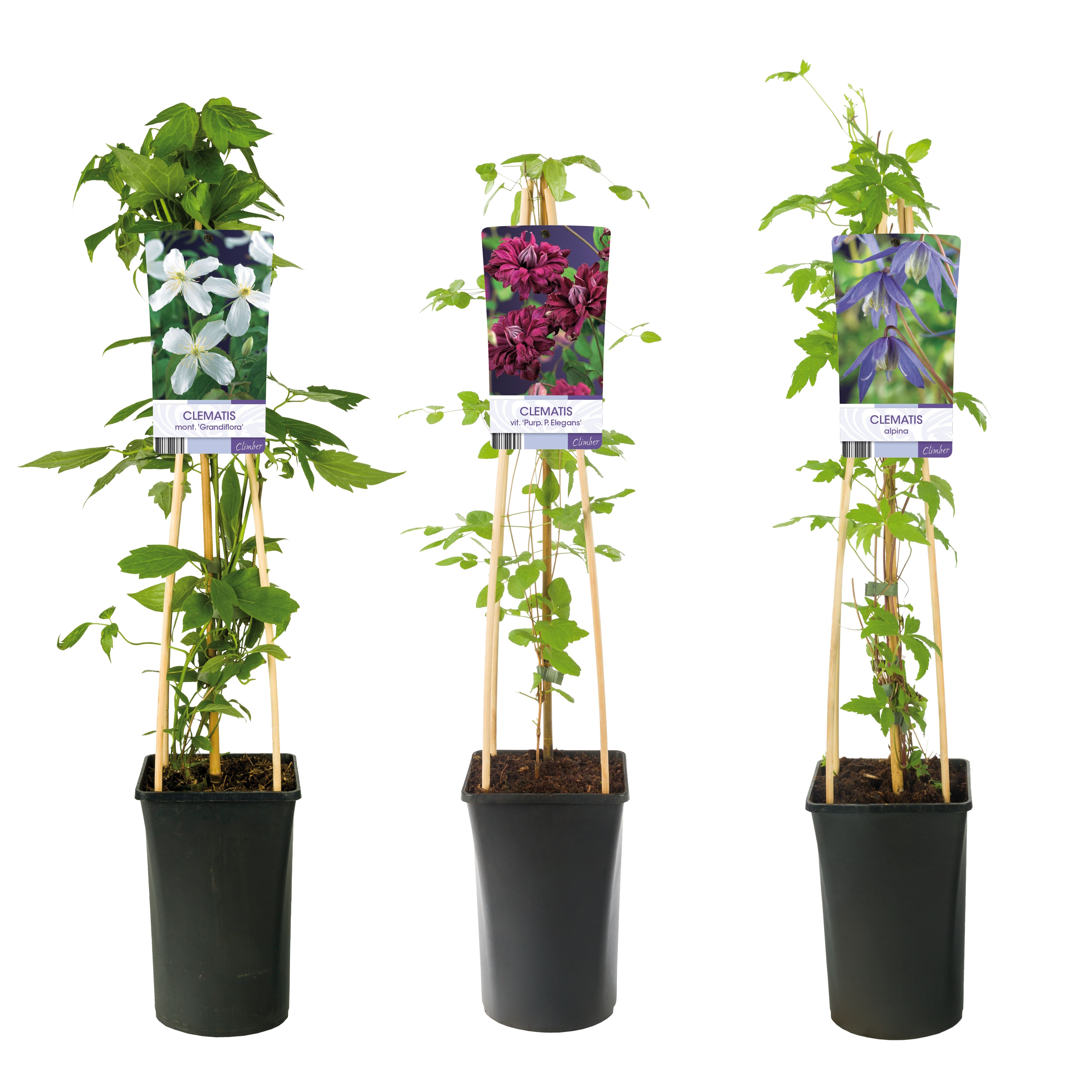 Mixshelf Clematis small-flowered varieties +light label, D 17