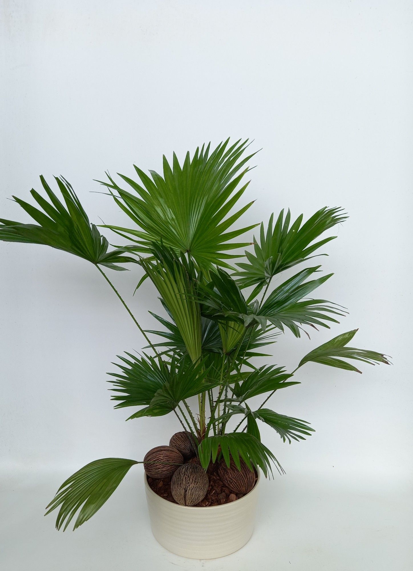 Livistona in Andorra super2pp Pearl white, D 26