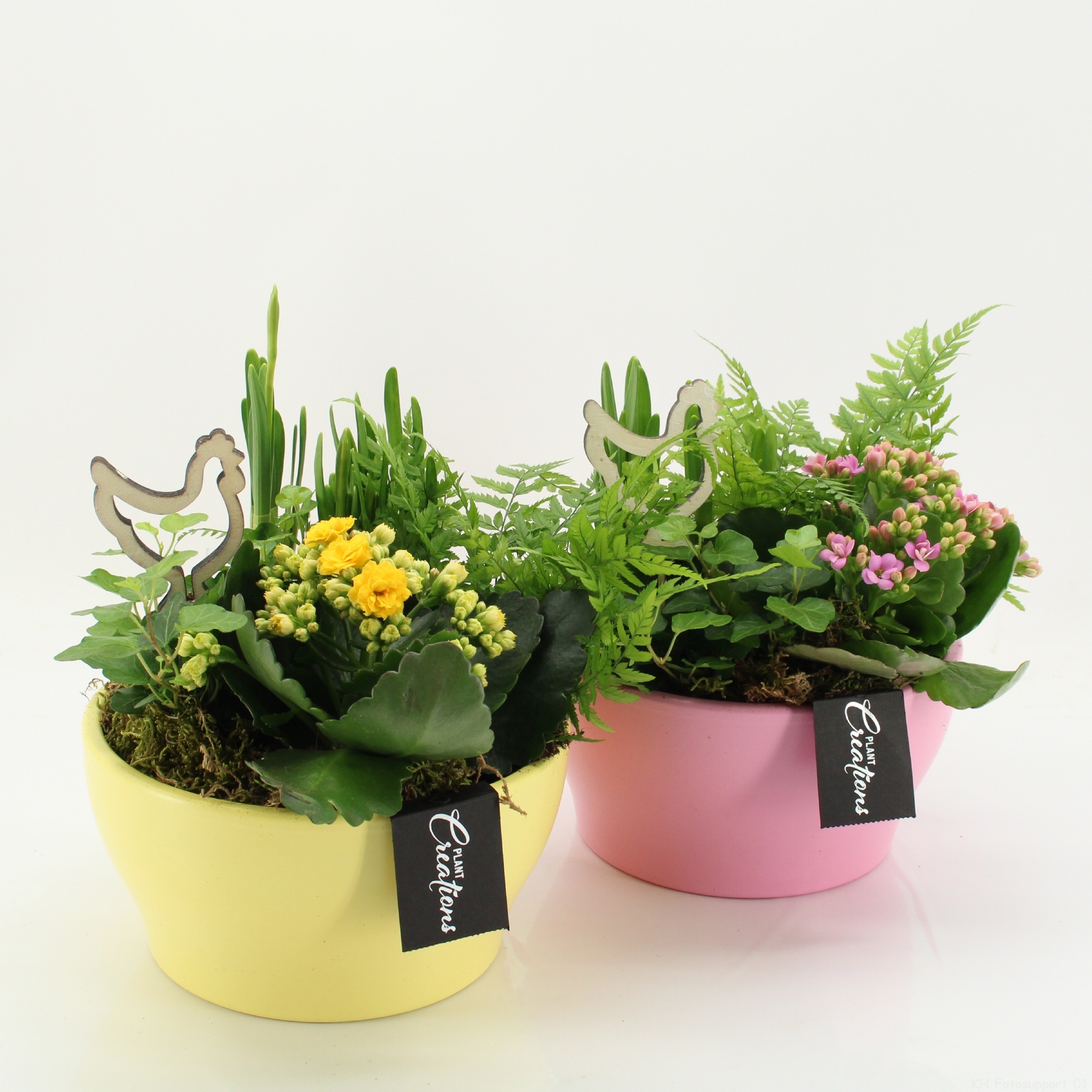 PNCR-2612M Paas narcis creatie, D 19