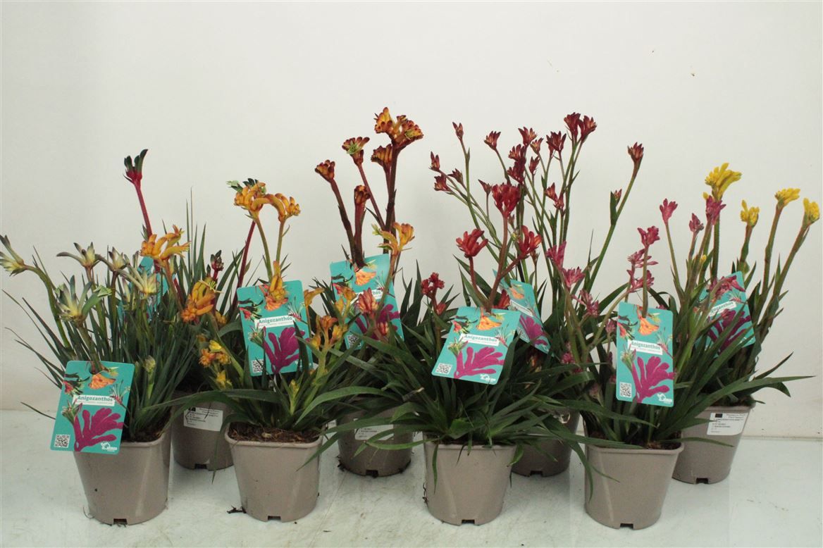 Anigozanthos Mix, D 15