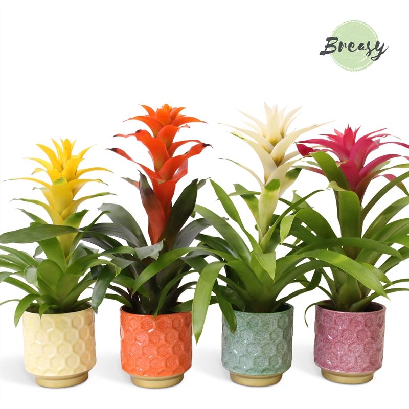 Guzmania Cupcake - 13cm in Havana | Mimesis, D 12