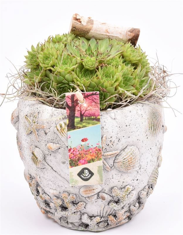 Cement pot schelpendecor 10-12cm, D 12