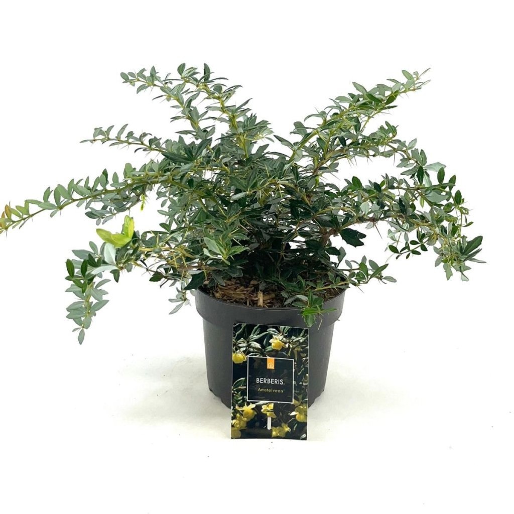 Berberis frikartii 'Amstelveen', D 17