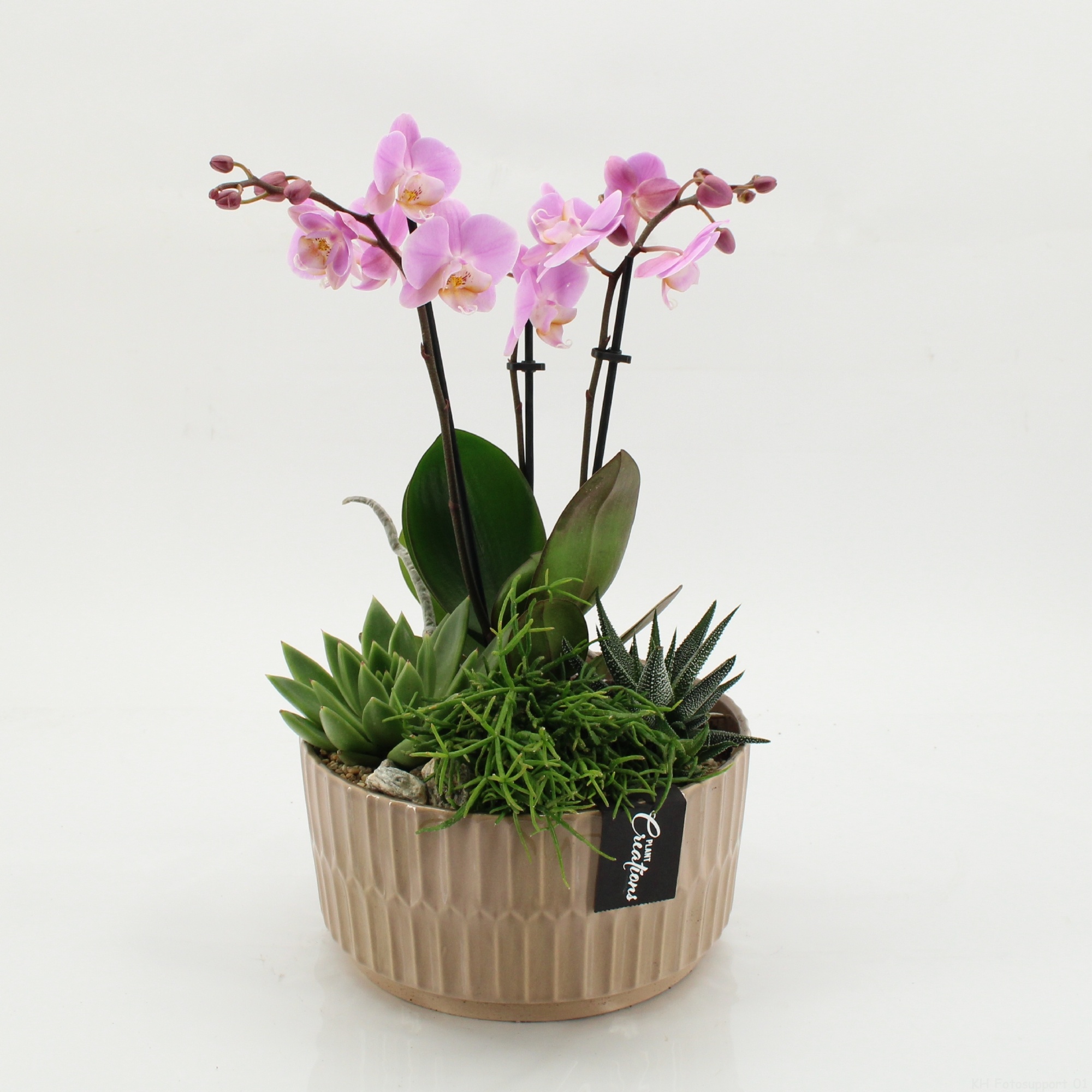 PHAL-2622RZ Phalaenopsis creatie, D 22