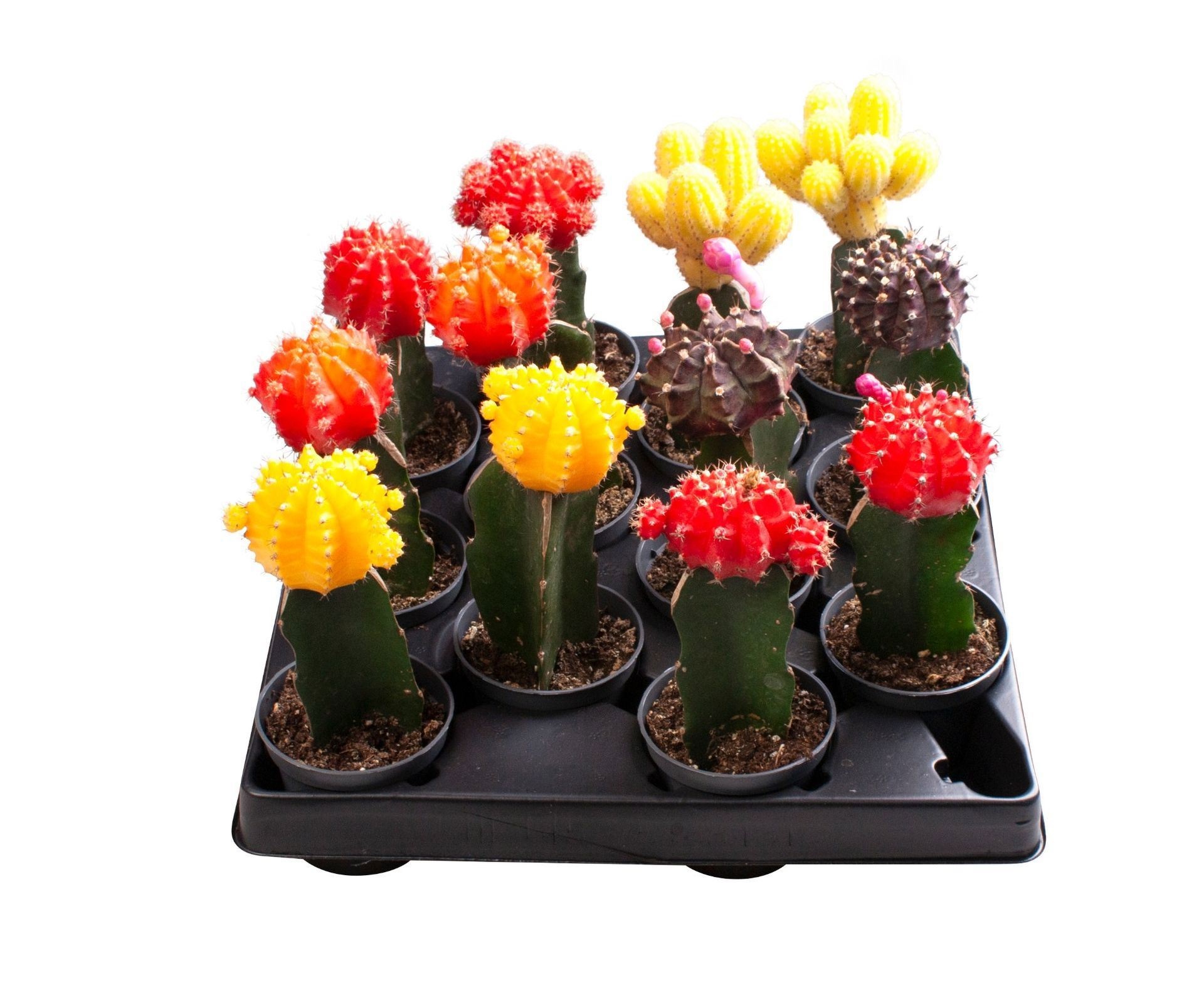 Gymnocalycium Mix 6 cm, D 6