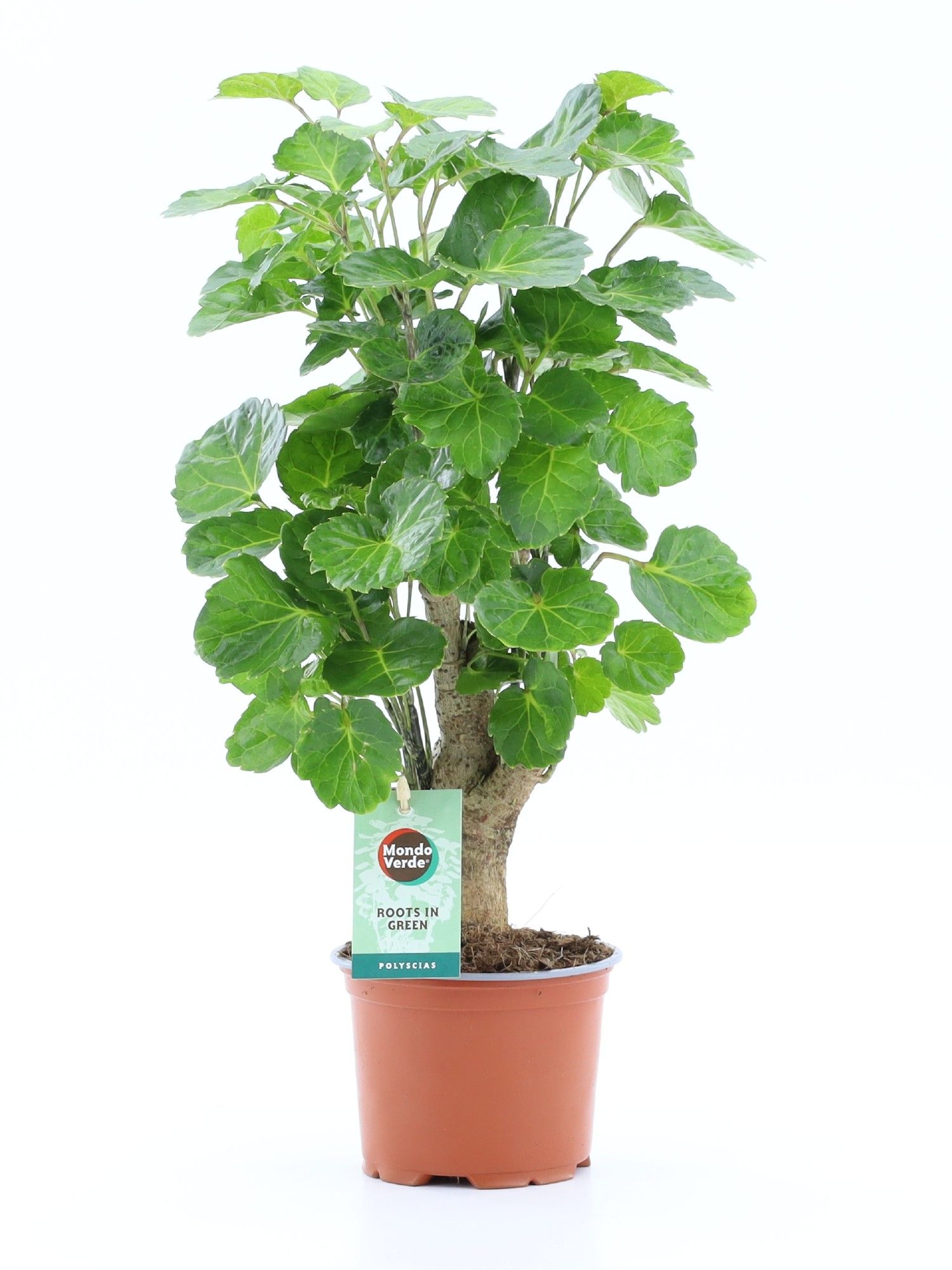 Polyscias Green Lemon, D 12