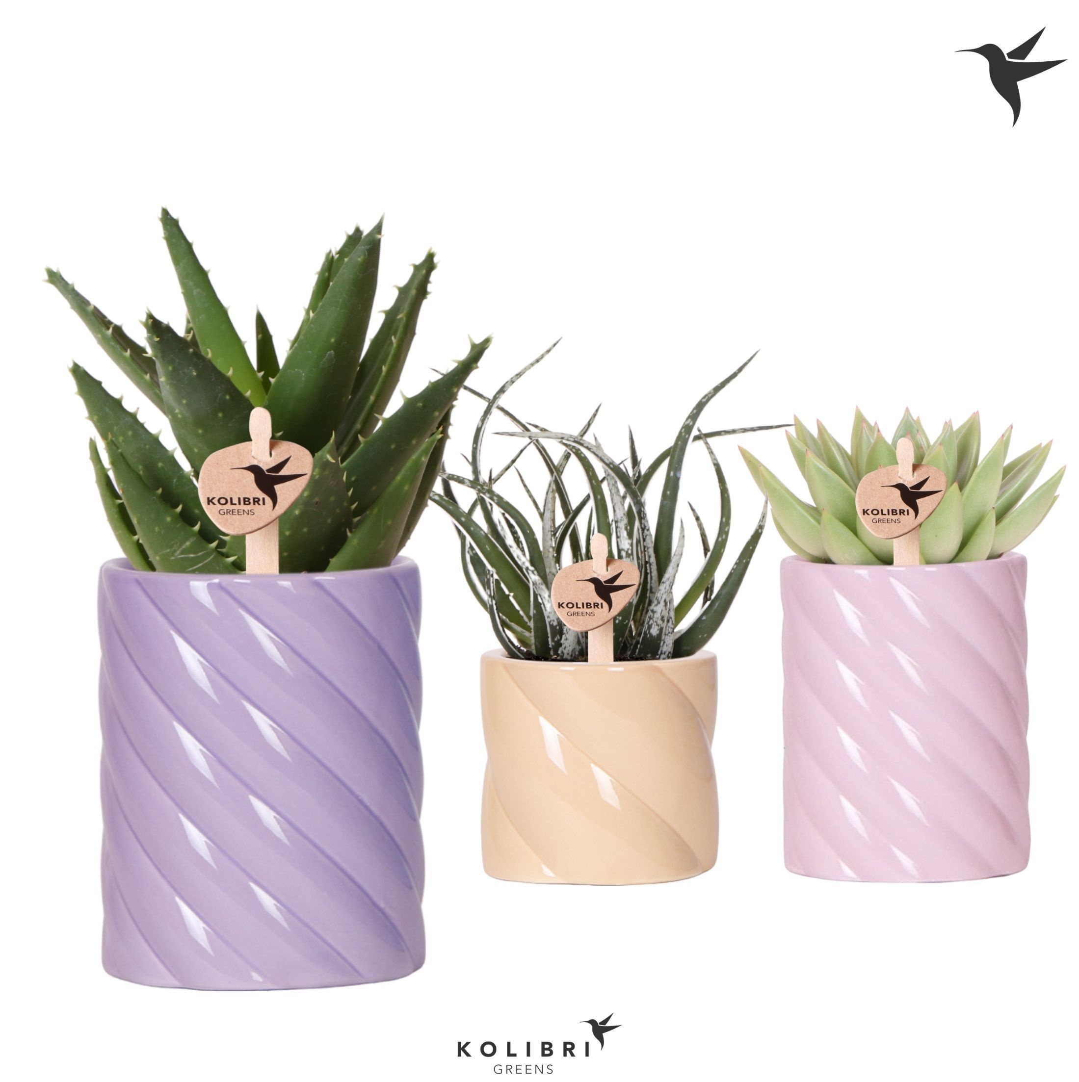 Kolibri Greens Succulenten mix in Candy pot pink mix, D 9