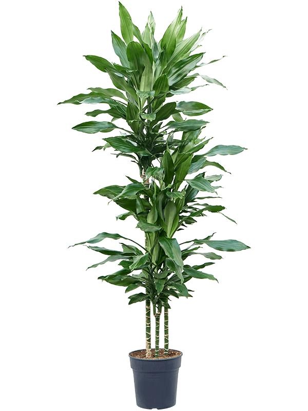 Dracaena fragrans 'Burundii', D 24
