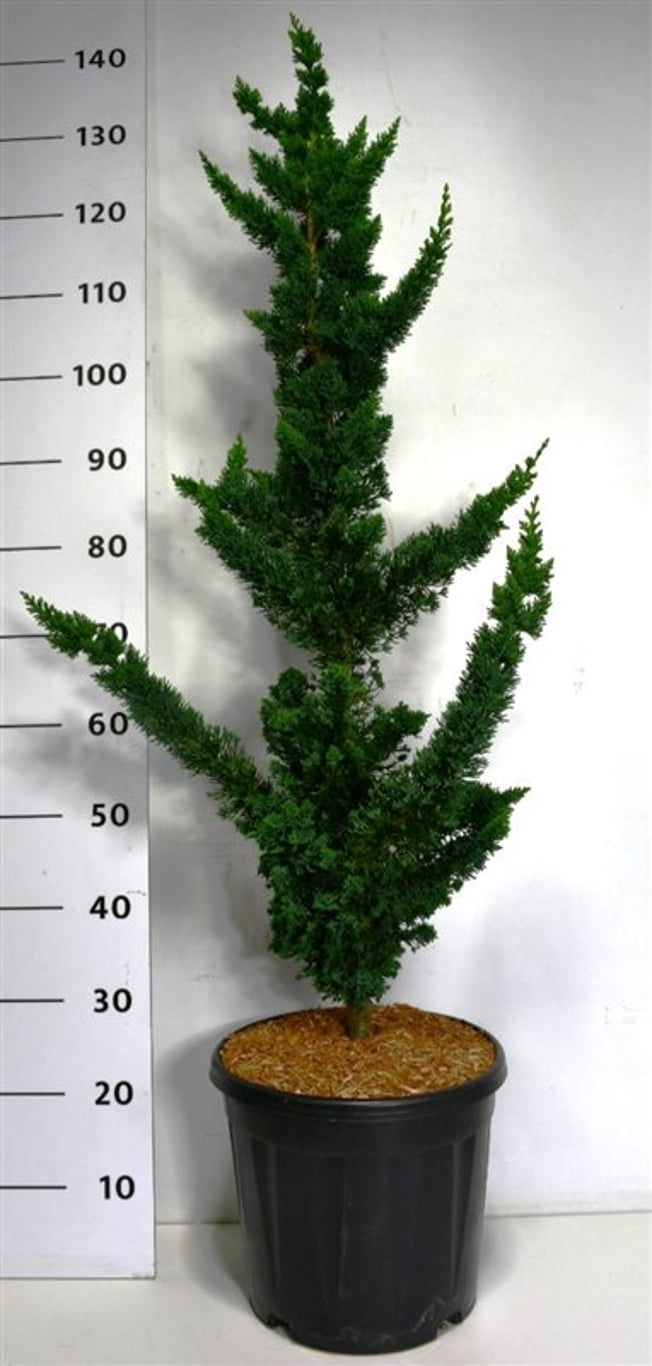 Chamaecyparis l. 'Wissel's Saguaro', D 38