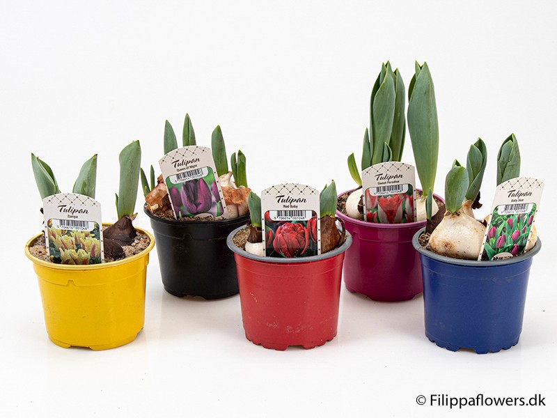 TULIPA FERGANICA, D 10