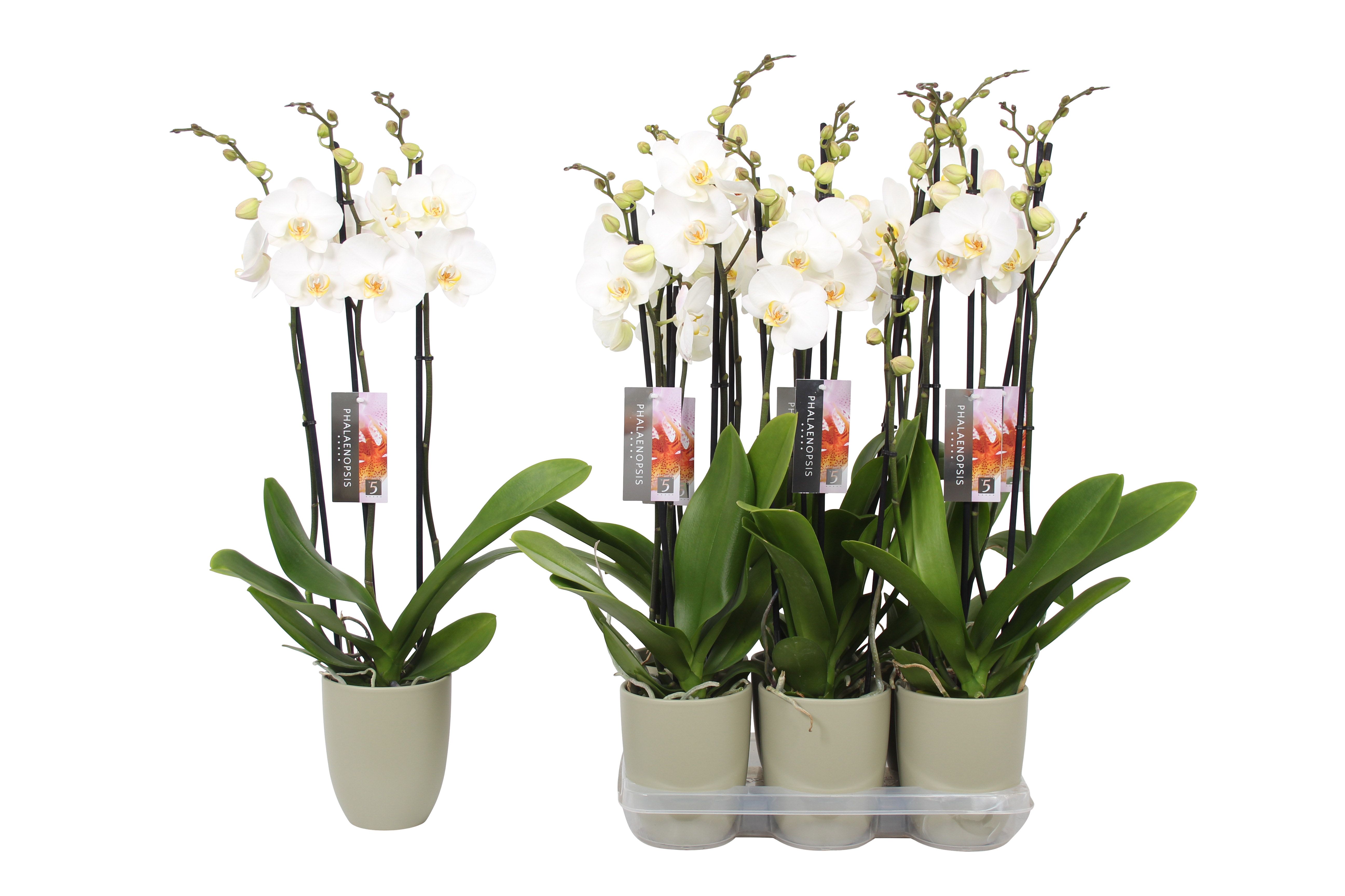 Phalaenopsis White, 3-spike Green Ceramics, D 12