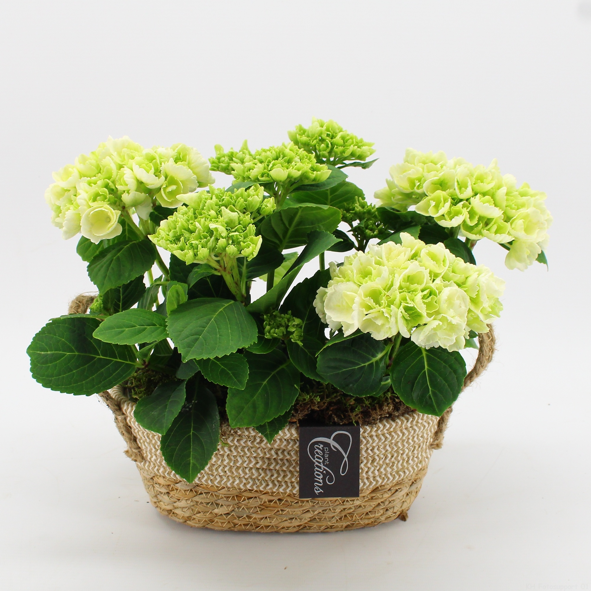 KHCR-2610W Hydrangea creations, D 24