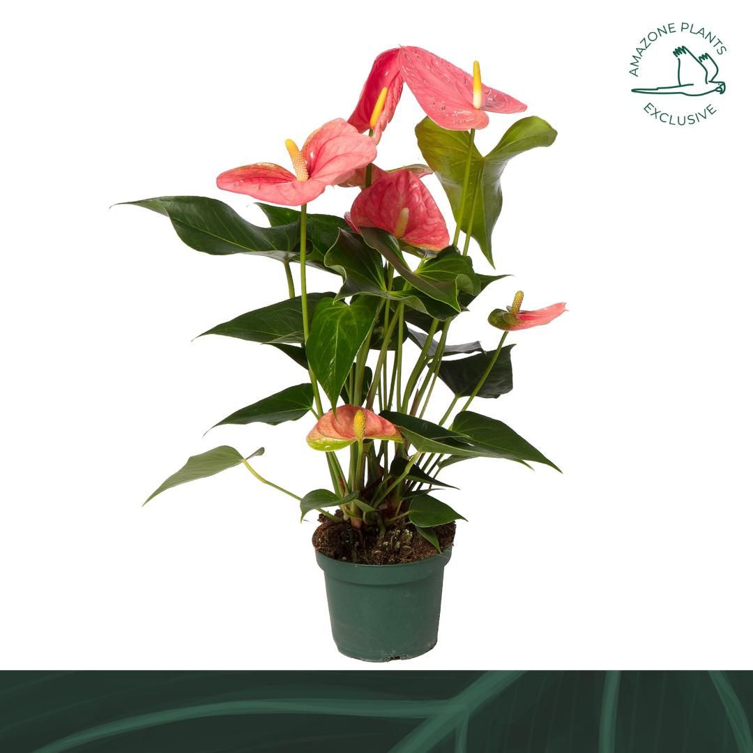 Anthurium Colorado 14cm, D 14