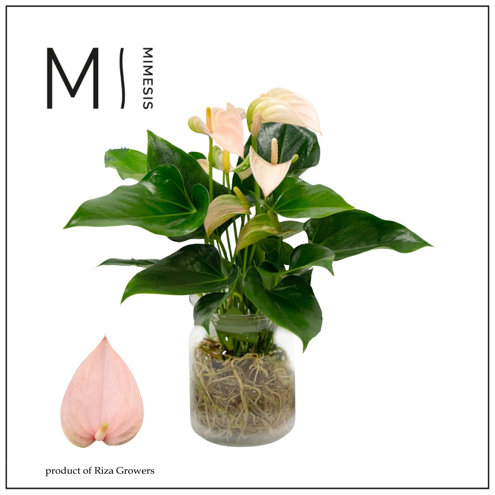 Mimesis Anthurium KARMA Joli Peach - Aqua di Karma Melkbus, D 14