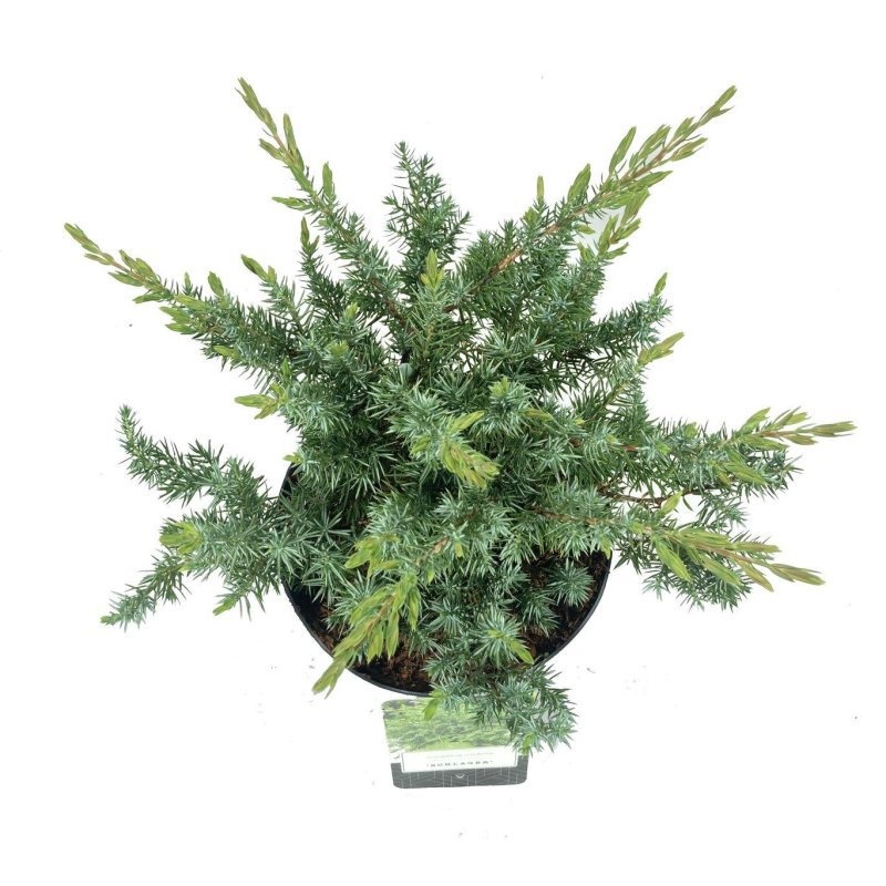 Juniperus conferta 'Schlager', D 18