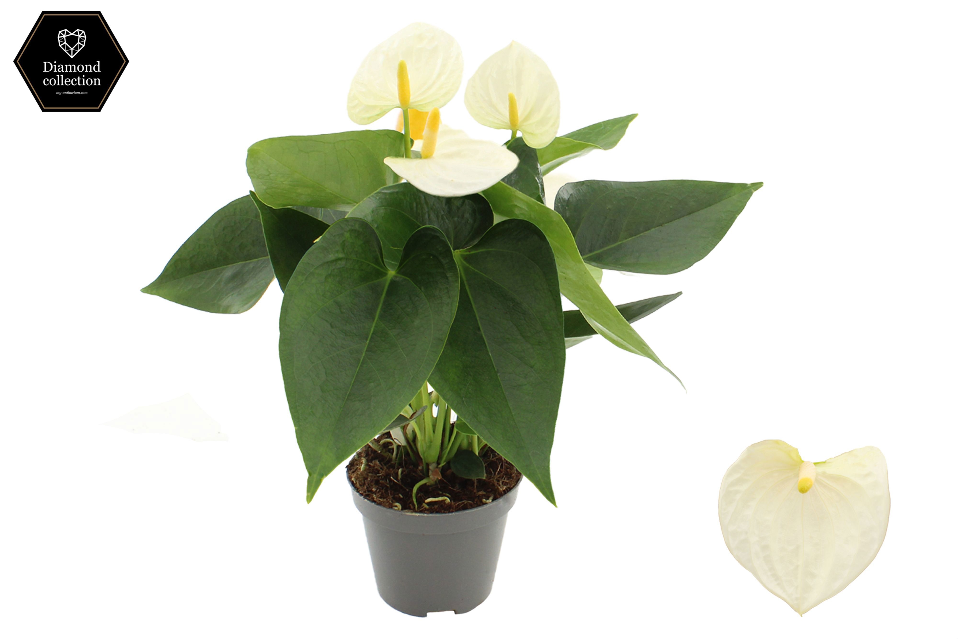 Anthurium 9 cm Cocos in transparant sleeve, D 9